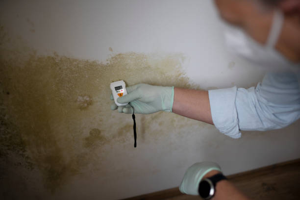 Why You Should Choose Our Mold Remediation Services in Pinetop Lakeside, AZ